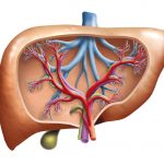 Fatty Liver Disease