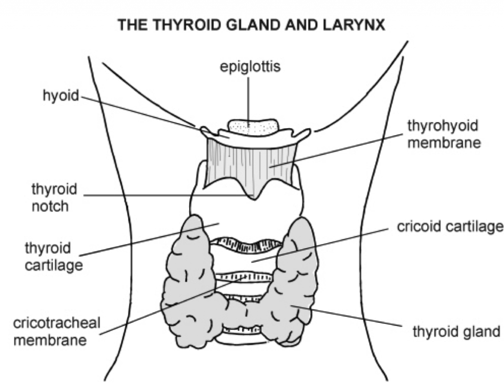 Testing Your Thyroid: The Definitive Guide to Optimal ...