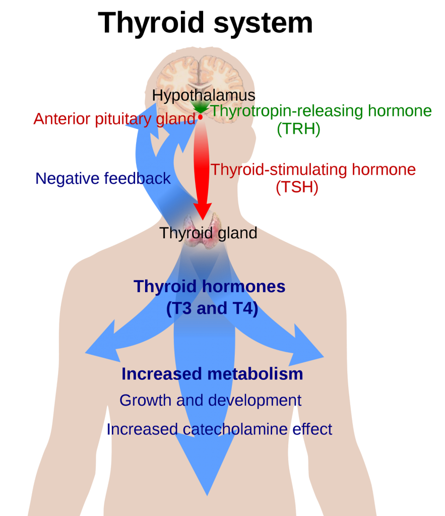 Update The Top 5 Myths About Natural Desiccated Thyroid Dr Alan Christianson 0644