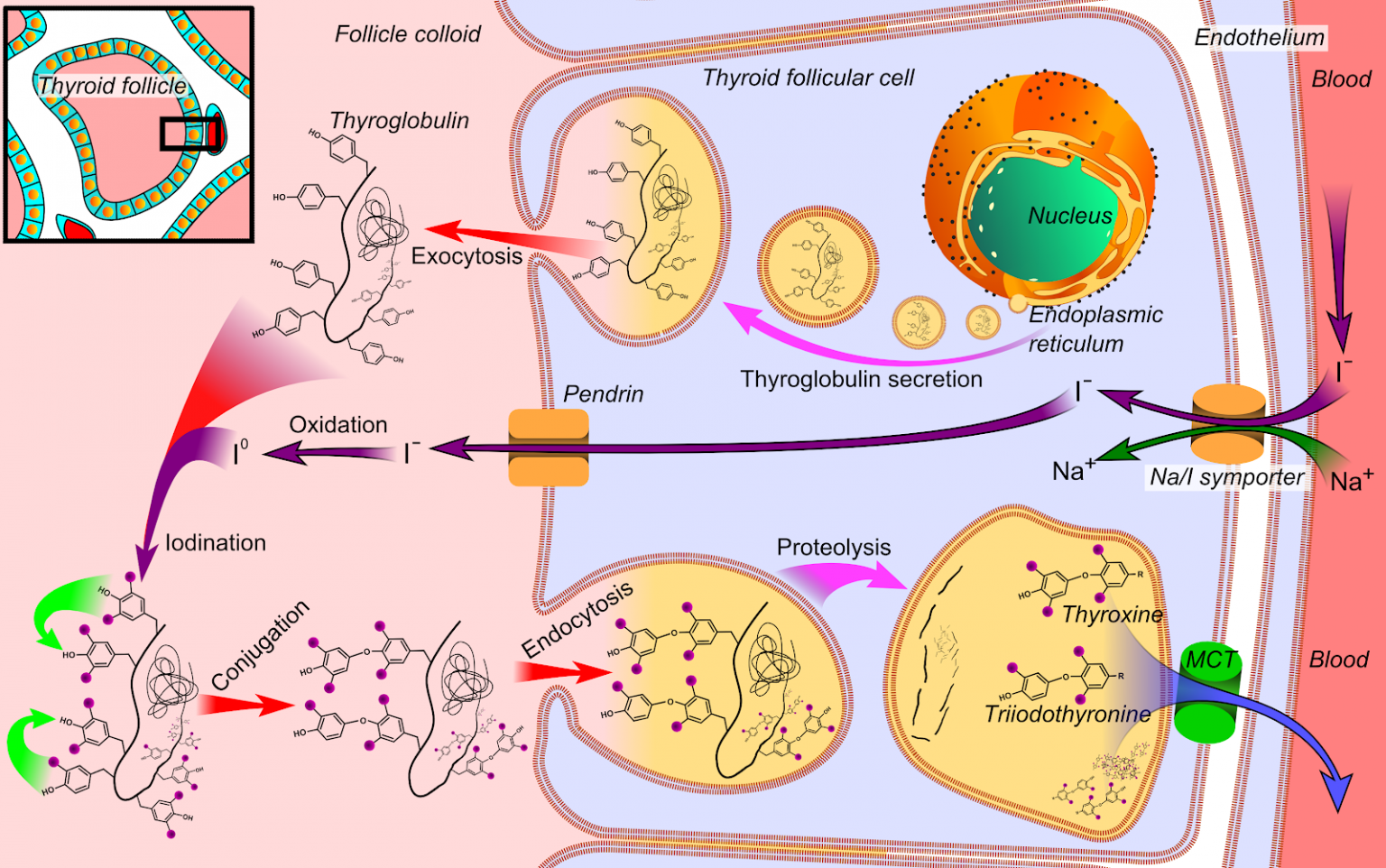 how-does-iodine-cause-thyroid-disease-exactly-dr-alan-christianson