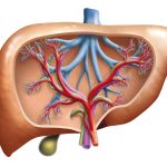 Model of the inside of a human liver