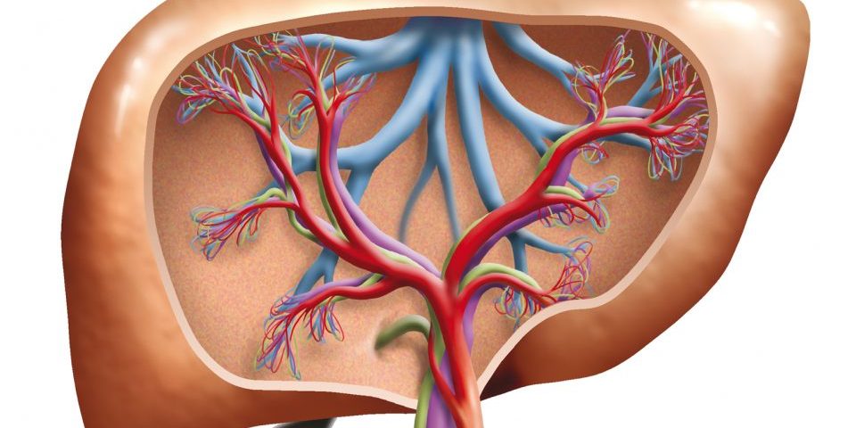 Model of the inside of a human liver