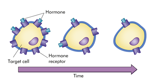 Diagram explaining how cell receptors diminish over time