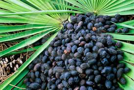 saw palmetto